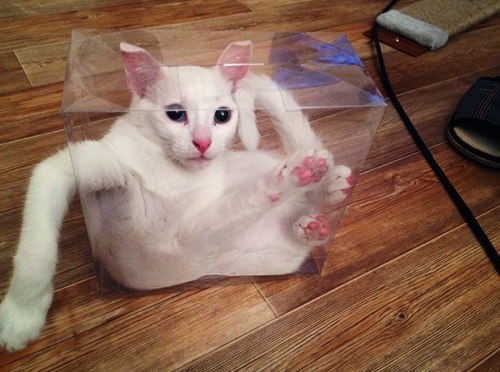 theadventuresofmichaelpawlak:If you just had a clear box, you’d know that Schrodinger’s cat is alive