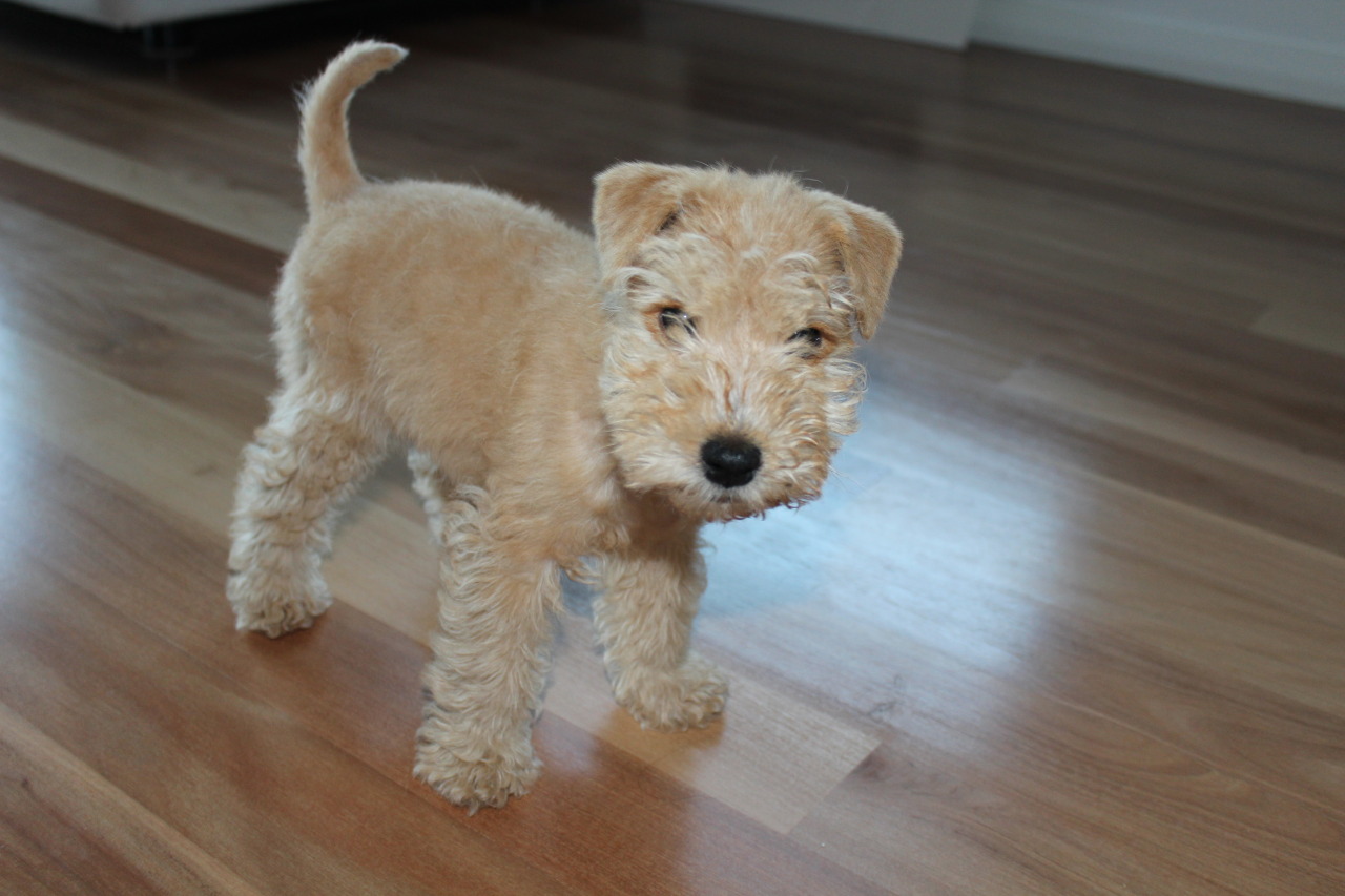 ithinkimightbeawallflower:  This is my dog Gidget, she is still a puppy and is mostly