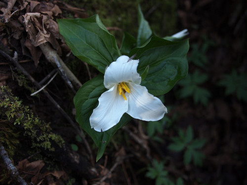 Western White Trillium by Bushman.K on Flickr.