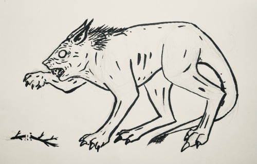 A line ink drawing of a cat-like creature, facing to the left of the image. It has large blank eyes, back-pointed ears, and a thick neck and chest, with a thinner waist and a long tail tucked beneath it. It has long lower hind legs and a long foot with three clawed toes, the central claw being particularly long and pointed.
It has its right forelimb raised towards its open mouth, and immediately below this on the ground is a broken twig.
It has a small tuft of hair at the end of its tail, and some rough hair around its neck and upper back.