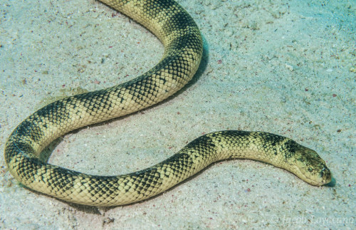 Elegant sea snake - Hydrophis elegansPhotographer: Jacob Loyacano