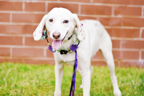 Ghost was adopted from Henrico Humane Society!