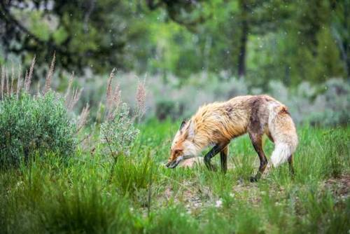 everythingfox: Silent ForestPhoto by Joe Rossi