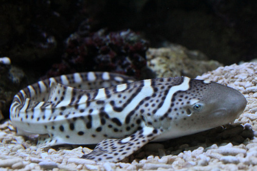 Aquarium Porte Dorée 07.12.2013 IMG_0628 by MUMU.09 on Flickr. This zebra shark is losing its stripe