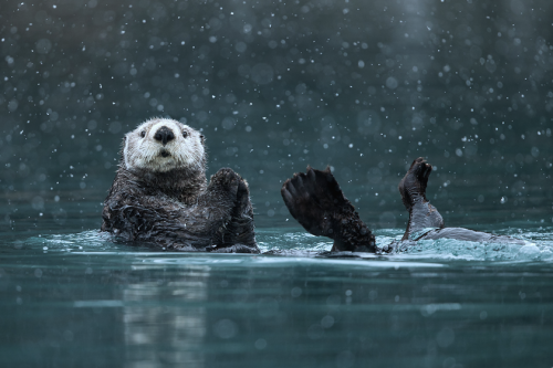 nubbsgalore:  les animaux en hiver, part two. photos by greg schneider, daniel parent, christopher dodds, michael cummings, roeselien raimond, michelle valberg and dan kitwood (see also: part one and birds)  