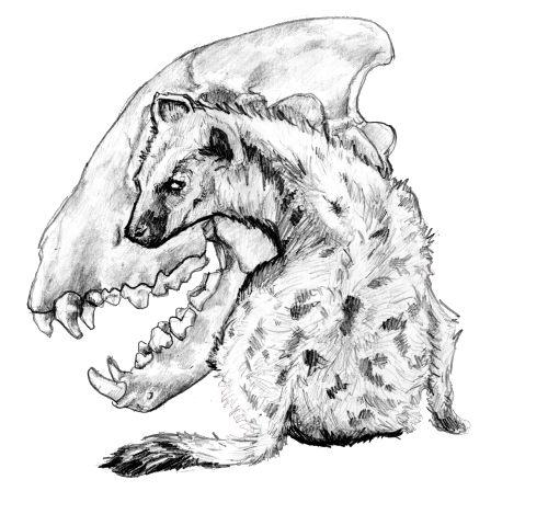 magpine:who is shebuy it here[ID: A transparent graphite sketch of a seated spotted hyena seen from 