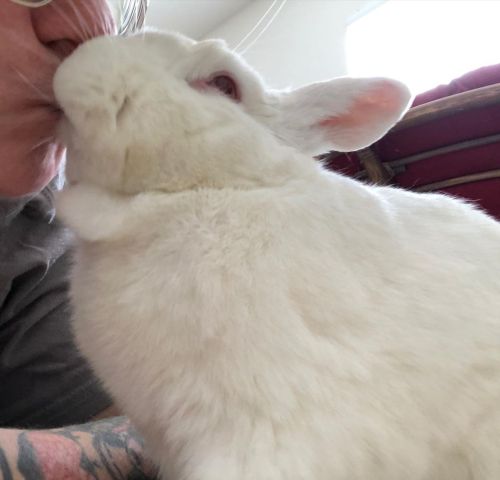 Kissy kissy #bunny #bunnies #rabbit #bunblr #bunstagram https://www.instagram.com/p/COnuQT5lV0F/?ig