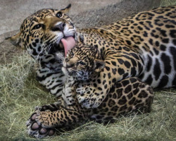sdzoo:  Let me get that spot out. (photo by Penny Hyde)