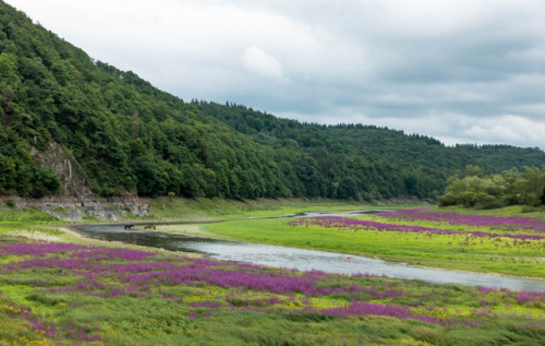 Find the horses!River Eder/lake Edersee in the north of Hesse, Germany. A dam reservoir, which is, r