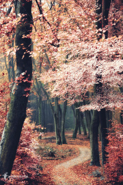 earthdaily:  Fairest by Lars van de Goor