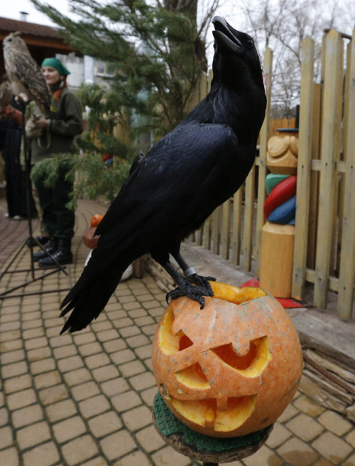 Common Raven | Source