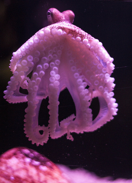 ayustar: Octopus by Intikhab Hussain on Flickr.