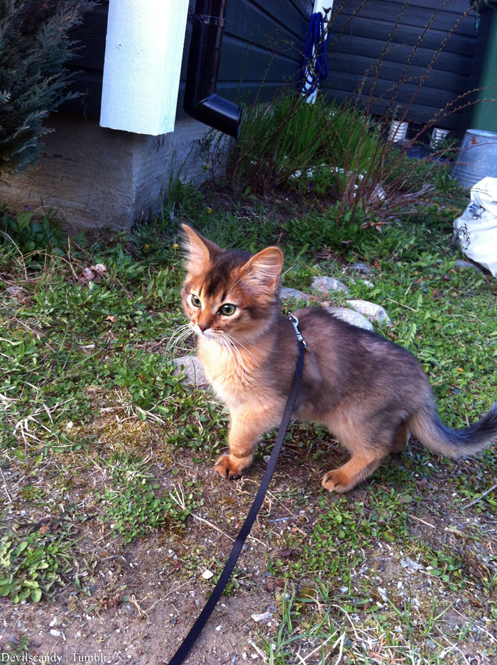 chernobyl-tea-party:  phosphorescentt:  this cat so pretty it has to be on a leash