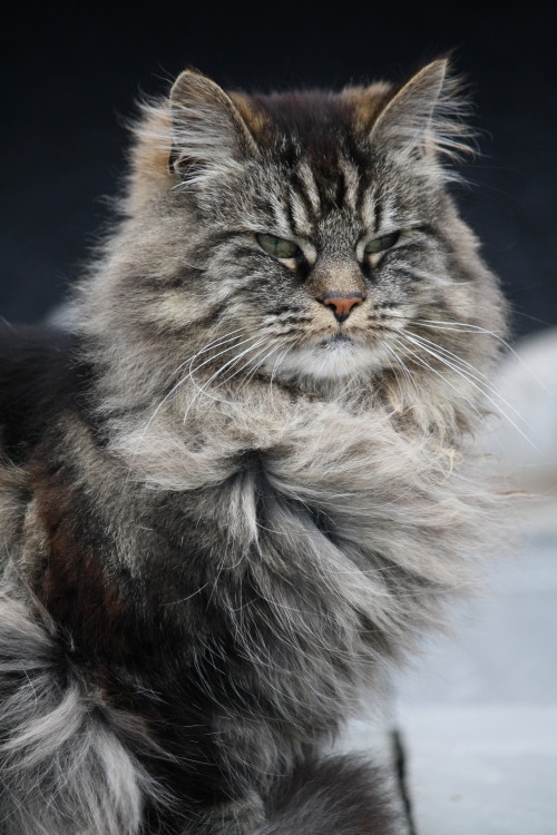 Shacki, a mix between Norwegian forest cat and domestic short-hair!(submitted by fosterunge)