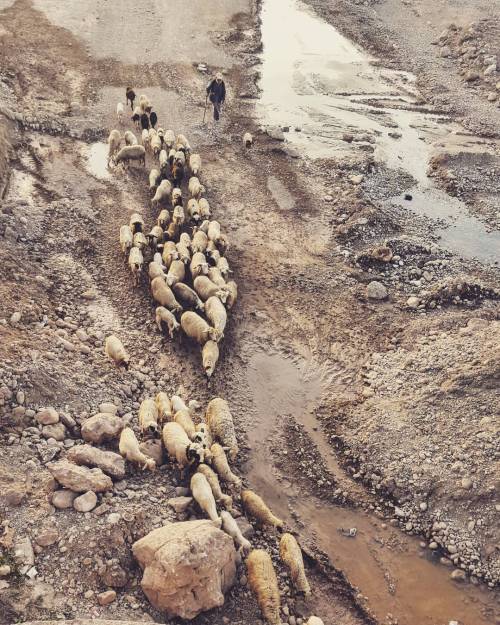 . . . #sheep #flock #sheperd #BananaVillage #Aourir #Morocco