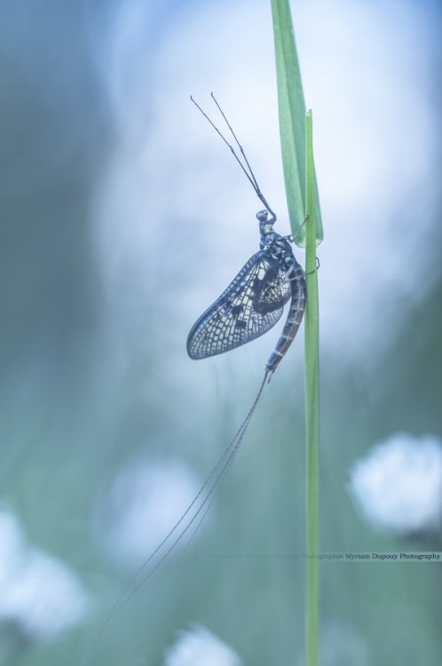 Jusqu'aux dernières lueurs, May 2014. (Mayfly) (Nikon D90 - 90mm f/2.8 Di USD MACRO 1:1) Do not hesi