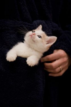 kittehkats:  Milo: pocket kitten Found on flickr.com 