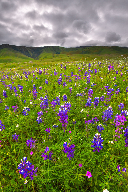 llbwwb:  Flowers,Kern County, CA (by Dara Lork)