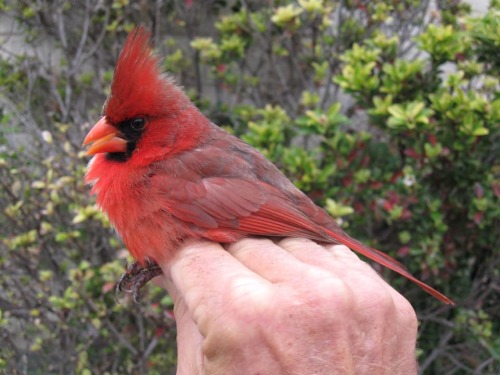 worldfastcar:chickenkeeping:This Northern Cardinal was caught and banded in central Texas by the Inl