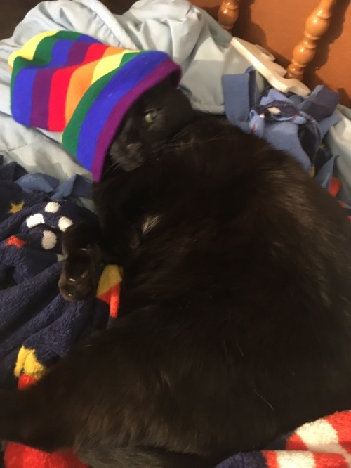 Have a kitten wearing a pride hat to brighten up your day