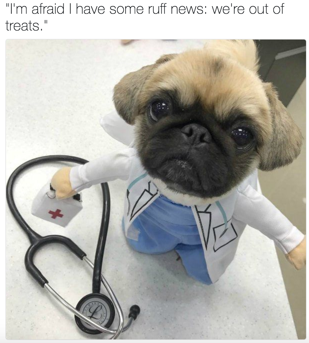babyanimalgifs