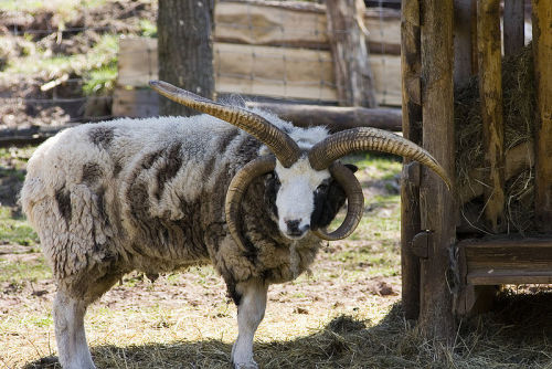 cool-critters:  Jacob sheep (Ovis aries = sheep)The Jacob sheep is a rare breed of small, piebald (colored with white spots), polycerate (multi-horned) sheep. Jacobs may have from two to six horns, but most commonly have four. The most common color is