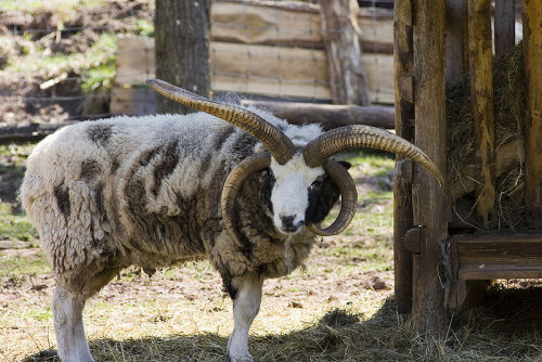 XXX cool-critters:  Jacob sheep (Ovis aries = photo