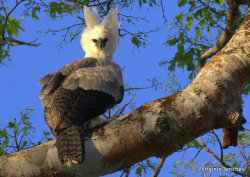 Pachatata:   Uiruuetê (Harpy Eagle)   | Mato Grosso, Brazil | Ph: Virginio Sanches