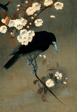 klassizismus:Crow and blossom, 小原 又雄 Ohara Koson, 1910