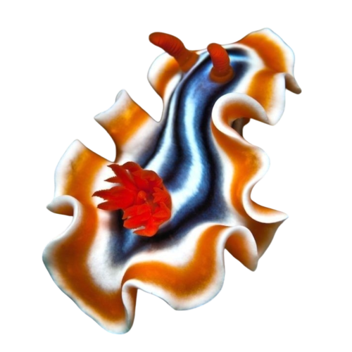 Since The Past Two Requests Have Been Sea-life Related, I Was Wondering If You Could Do Some Nudibranchs?