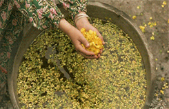 mizoguchi:  The Color of Paradise/Rang-e Khodā/ رنگ خدا (Majid Majidi - 1999)
