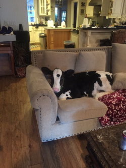 princessmoo731:  mymodernmet:  Adorable Baby Cow Thinks He’s a Dog Like His Great Dane Best Friend  @pleasuretoserveprincess Daddy! The cow you showed me…… Her BFF is a great dane! 