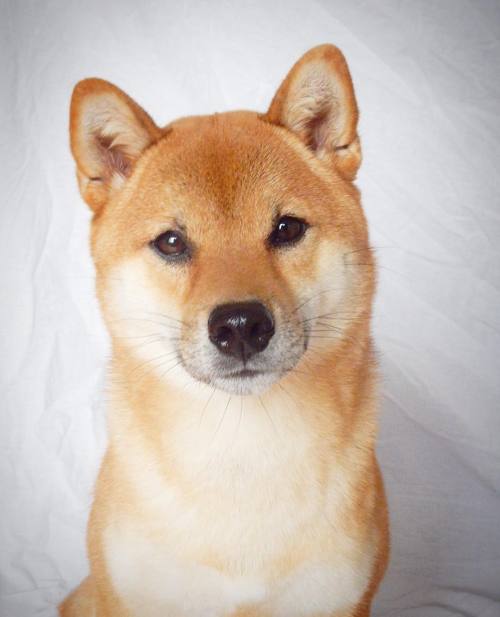 shiba-natsu:  i really enjoy photoshoots, porn pictures