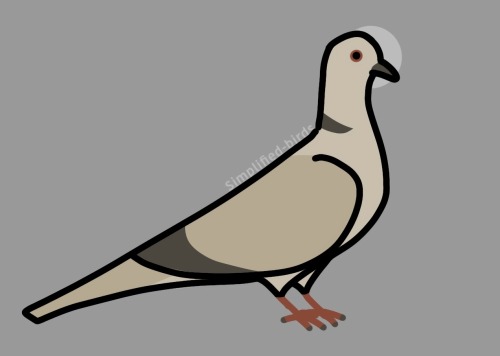 Simplified Bird #71 - Eurasian Collared-dove