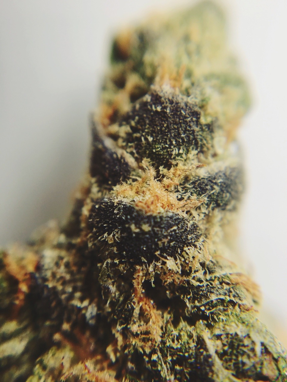 veeveeganja:Cosby Cookies 🍪