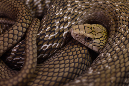 Porn photo mehelya:Elaphe carinata yonaguniensis