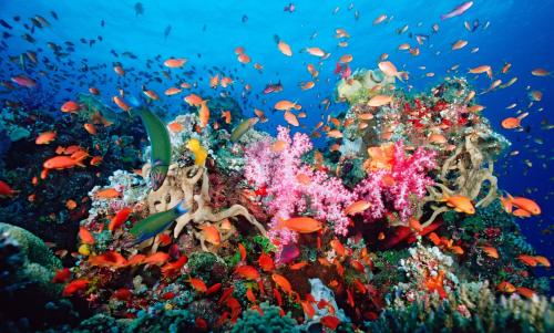 Coral bleaching event going globalWe reported awhile back on the growing tragedy striking the reefs 