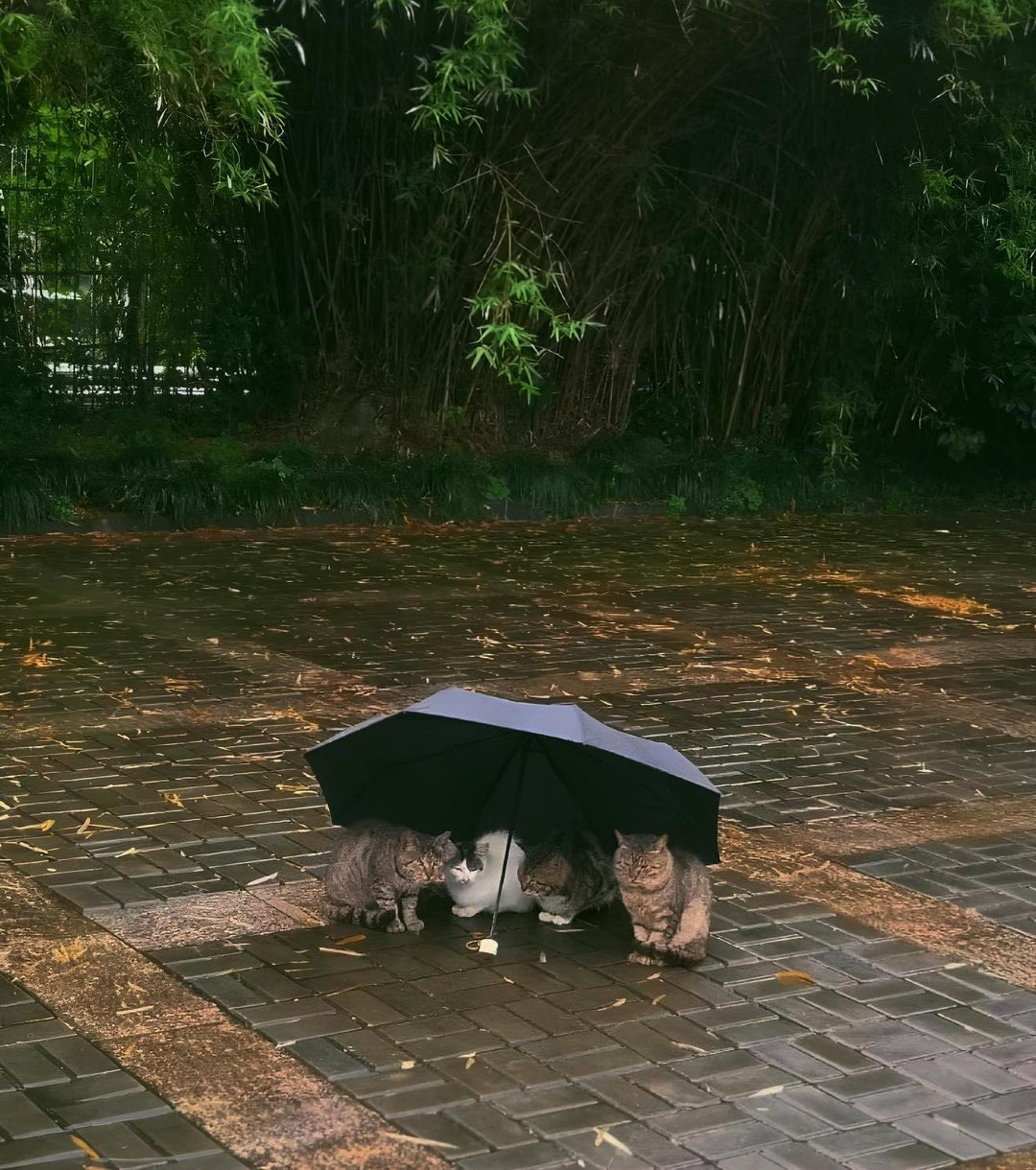 cats under an umbrella in the rain