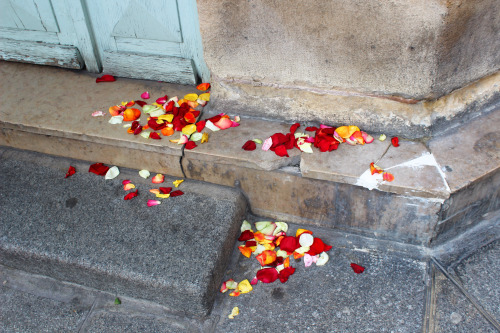 scattered rose petals