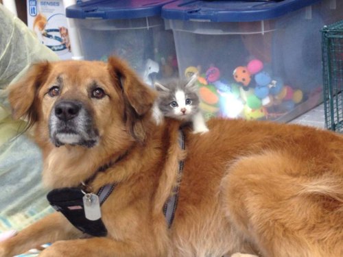 thecutestofthecute: cubebreaker:Boots the Kitten Nanny helps acclimate kittens 2-7 weeks old to dogs