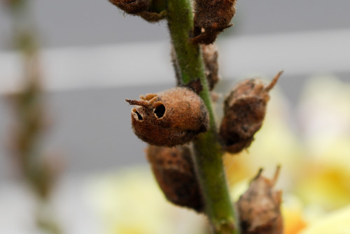 sixpenceee:GUYySSSS GUYSYSYSYSYSTHESE ARE FRICKIN SNAPDRAGON SEED PODSSEED PODSSEEDPODSI’M CRYINGGGG