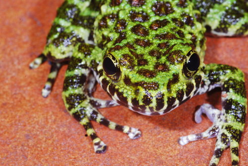 toadschooled:The Ishikawa’s frog [Odorrana ishikawae] is a species endemic to Okinawa Island in Japa