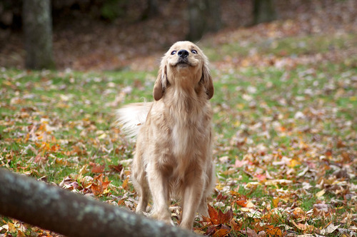 rubitrightintomyeyes:  small-town-equestrian:  so i’ve been taking photos for quite