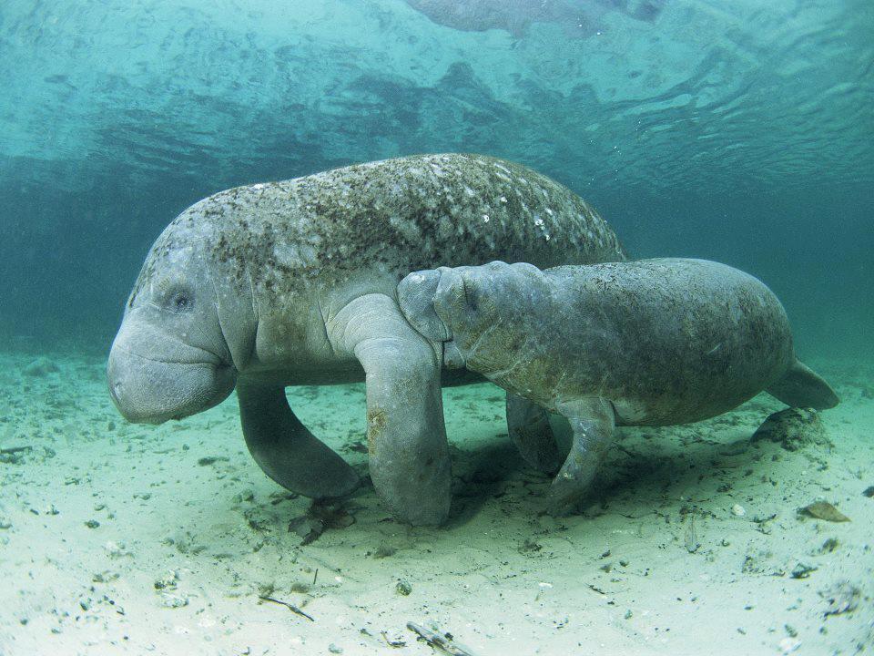 funnywildlife:  funnywildlife: The Manatee! A female sea cow can give birth to a