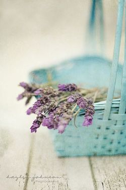 Lavender