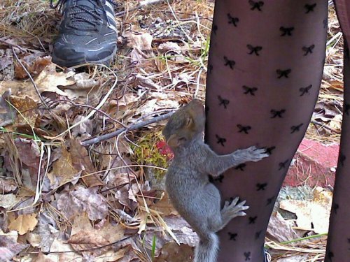 pizza-sweetheart:  so this one time a baby squirrel decided i was his new mom and 