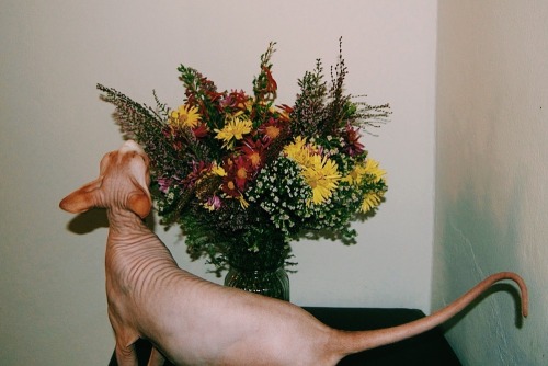 mycatoslo:  In the flowers  mycatoslo.tumblr.com