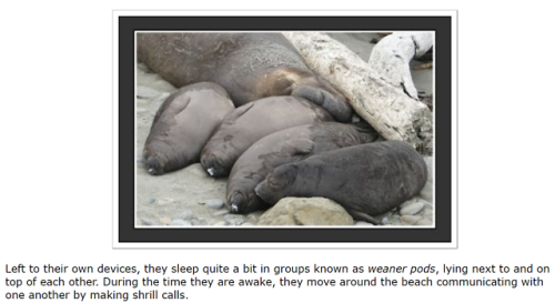 snoopingasusualisee:  snoopingasusualisee:weaner pods I wouldn’t have it any other way. Thank you.