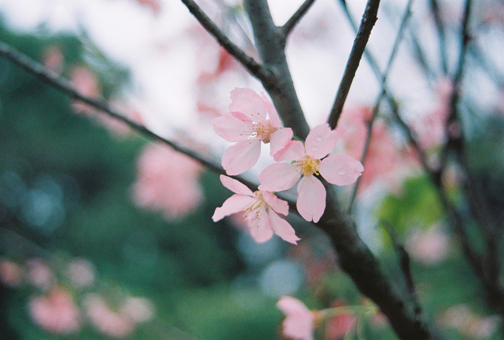 jacindaelena:  by PY