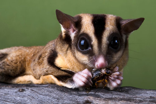 Sugar Glider by Frank Yuwono